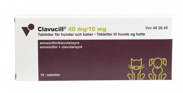 Clavucill (2 - 4 kg)